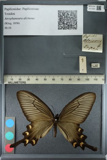 Media type: image;   Entomology 173697